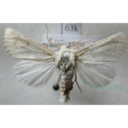 Luperina rubella (Duponchel, 1835) France63k